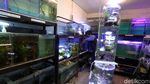 Melihat Pasar Ikan Hias Menteng