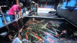 Melihat Pasar Ikan Hias Menteng