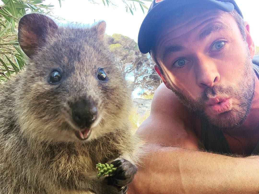 Chris Hemsworth Selfie dengan Quokka