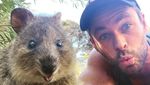 Gemas Banget! Quokka, Hewan Paling Bahagia di Dunia
