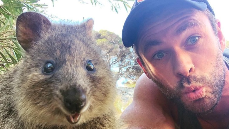 Chris Hemsworth Selfie dengan Quokka Chris Hemsworth Selfie dengan Quokka