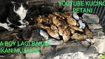 Gemasnya! Begini Jadinya Kalau Kucing Petani Berpose Dengan Makanan
