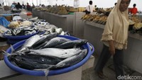 Seorang pembali nampak melihat-lihat ikan yang dijajakan para penjual di TPI Labuan Bajo.