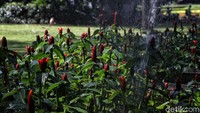 Selain itu, untuk mempercantik taman, beragam bunga warna-warni akan ditanam di Taman Maju Bersama (TMB).