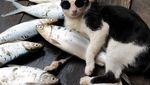 Gemasnya! Begini Jadinya Kalau Kucing Petani Berpose Dengan Makanan