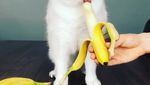 Bermata Biru, Ini Dia Coby Si Kucing yang Doyan Makan