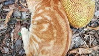 Duh, ada ada aja. Ditinggal kucing lainnya, Arnol yang ikut tuannya ke kebun malah main bersama buah nangka.  Foto: Instagram cali9283