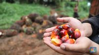 Lahan Kelapa Sawit RI Tak Semua Dari Pembalakan Liar!