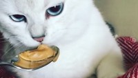 Kalau kata pemiliknya, Coby lagi mukbang selai kacang nih. Imut banget kan? Foto: Instagram cobythecat