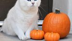 Bermata Biru, Ini Dia Coby Si Kucing yang Doyan Makan