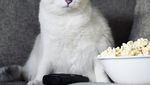 Bermata Biru, Ini Dia Coby Si Kucing yang Doyan Makan