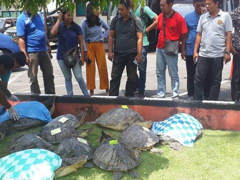 13 Penyu Hijau Disita dari Mobil Parkir di By Pass Gianyar