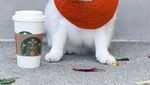 Bermata Biru, Ini Dia Coby Si Kucing yang Doyan Makan