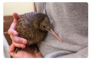 Mohon berdoalah untuk Selandia Baru Foto: istimewa