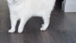 Bermata Biru, Ini Dia Coby Si Kucing yang Doyan Makan