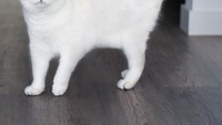Siapa sangka akun kucing cobythecat ini punya lebih dari 1,5 juta pengikut. Mereka tak sabar menantikan aksi gemas Coby. Foto: Instagram cobythecat