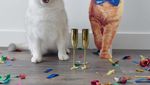 Bermata Biru, Ini Dia Coby Si Kucing yang Doyan Makan