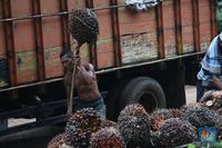 Uni Eropa Diskriminasi CPO, Ini Tanggapan Lengkap Indonesia
