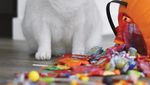 Bermata Biru, Ini Dia Coby Si Kucing yang Doyan Makan
