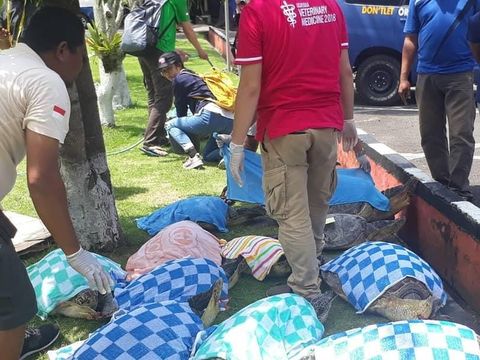 13 Penyu Hijau Disita dari Mobil Parkir di By Pass Gianyar