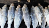 Empat ekor kucing ini bernama Arnol, Piter, Repa dan Boy. Aksi khusyuk mereka saat mendengar ceramah tuannya sebelum makan di YouTube Kucing Petani sukses curi perhatian publik. Foto: Instagram cali9283