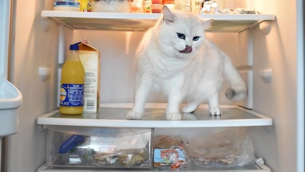 Bermata Biru, Ini Dia Coby Si Kucing yang Doyan Makan