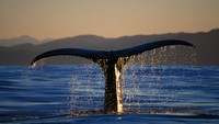 Salah satu yang tak boleh dilewatkan di Christchurch adalah kegiatan wisata melihat ikan paus di Kaikoura. Inilah salah satu spot terbaik untuk melihat fauna tersebut di alamnya (New Zealand)