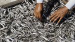 Nasabah BRI Menjemur Ikan Asin Hasil Tangkapan