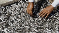 Pesanan ikan kering atau teri putih terus meningkat pemesannya dari Labuan Bajo hingga Mataram NTB.