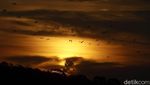 Foto Senja Diiringi Jutaan Kalong di Langit NTT