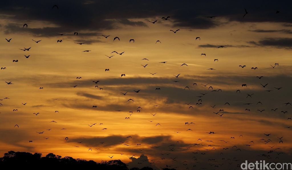 Pulau Kalong di Taman Nasional Komodo, NTT, jadi salah satu spot favorit pengunjung. Pasalnya, jelang senja akan ada jutaan kelelawar yang menyebar di langit.