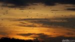 Foto Senja Diiringi Jutaan Kalong di Langit NTT