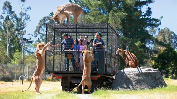 Bagi traveler yang ingin merasakan suasana bertemu fauna di habitatnya langsung, maka Orana Wildlife Park wajib kamu kunjungi. Di sana kamu dapat berinteraksi langsung dengan hewan liar (New Zealand) Bagi traveler yang ingin merasakan suasana bertemu fauna di habitatnya langsung, maka Orana Wildlife Park wajib kamu kunjungi. Di sana kamu dapat berinteraksi langsung dengan hewan liar (New Zealand)