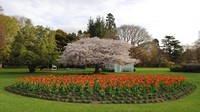 Soal alam hijau, Christchurch memiliki Botanic Gardens yang juga disenangi wisatawan. Indah sekali bukan? (gardenstovisit.nz)  