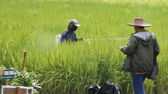 Foto: kementan Foto: kementan