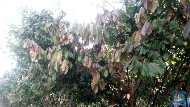 Petani Kakao (Fikri Muhammad/CNBC Indonesia)