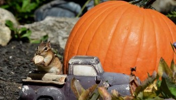 Honorable Mentions. Vicky Marella dari Connecticut, AS. Foto: Garden for Wildlife