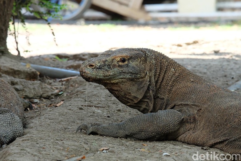 Cerita Haji Aksan Bicara dengan Komodo Demi Listrik di Desanya Cerita Haji Aksan Bicara dengan Komodo Demi Listrik di Desanya