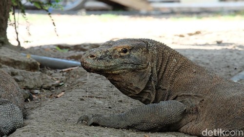 Komodo di Pulau Rinca. (Moch Prima Fauzi/detikcom)
