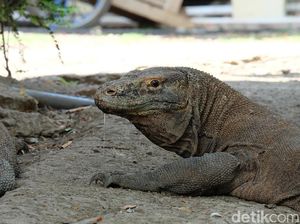Cerita Haji Aksan Bicara dengan Komodo Demi Listrik di Desanya