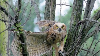 Honorable Mentions. Jennider Caseldine-Bracht dari Indiana. Foto: Garden for Wildlife