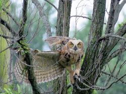 Karya Jawara Kontes Garden for Wildlife Pukau Mata