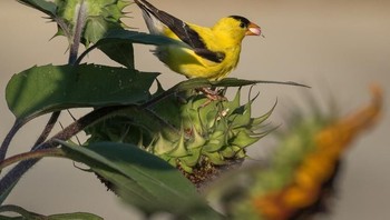 Honorable Mentions. Karya Michael Harvey, Iowa. Foto: Garden for Wildlife