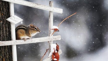 Juara di kategori Wildlife Observerd Where People Live, Work, Play, Learn dan Worship. Matthew Scott dari Albany, New Mexico. Foto: Garden for Wildlife