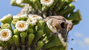 Runner-up, Wendy Kaveney, Buckeye, Arizona. Foto: Garden for Wildlife