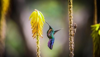 Honorable Mentions. Karya Melbin Rutledge dari Virgin Islands. Foto: Garden for Wildlife