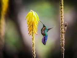 Karya Jawara Kontes Garden for Wildlife Pukau Mata