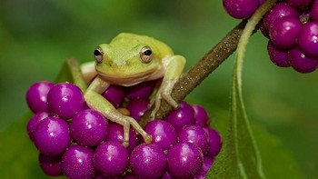 Grand-Prize Winner - Julie Bartosh Notasulga, Alabama. Foto: Garden for Wildlife