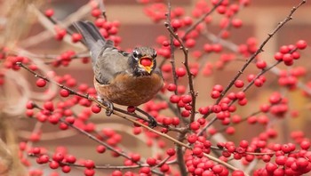 Karya Shannon Modla dari Delaware, AS. Foto: Garden for Wildlife