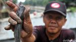 Aksi Warga Ramai-ramai Mancing Ikan di Kali Gunung Sahari